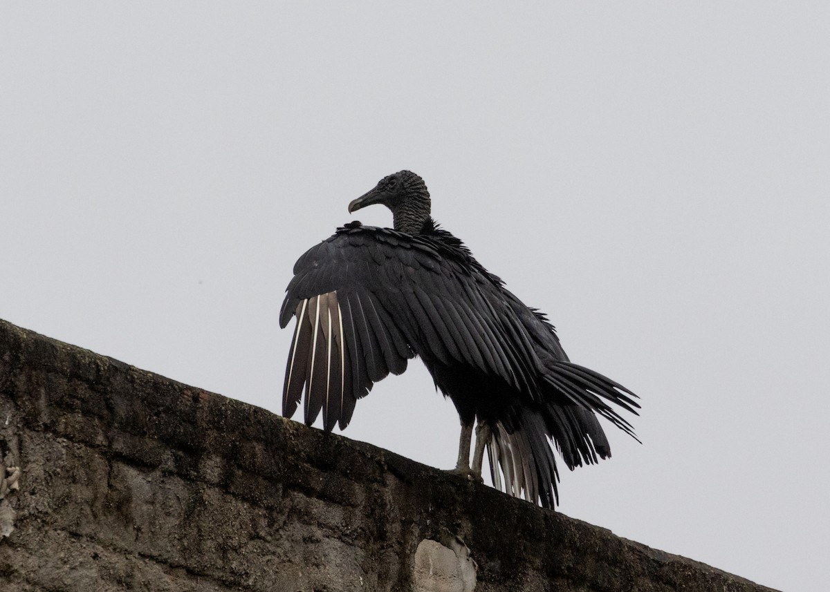 Black Vulture - ML613217767