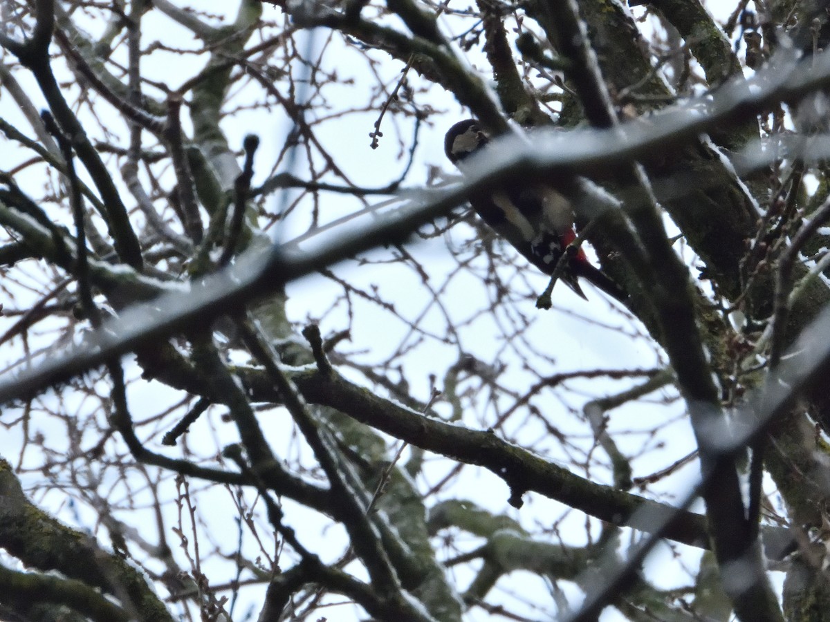 Great Spotted Woodpecker - ML613217953