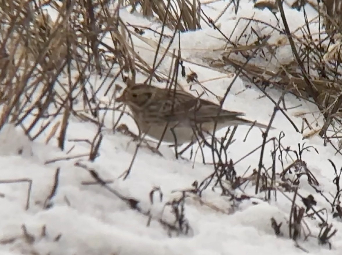 Pennsylvania Bird Atlas Checklist 7 Jan 2024 Homestead Rd Farm   1200