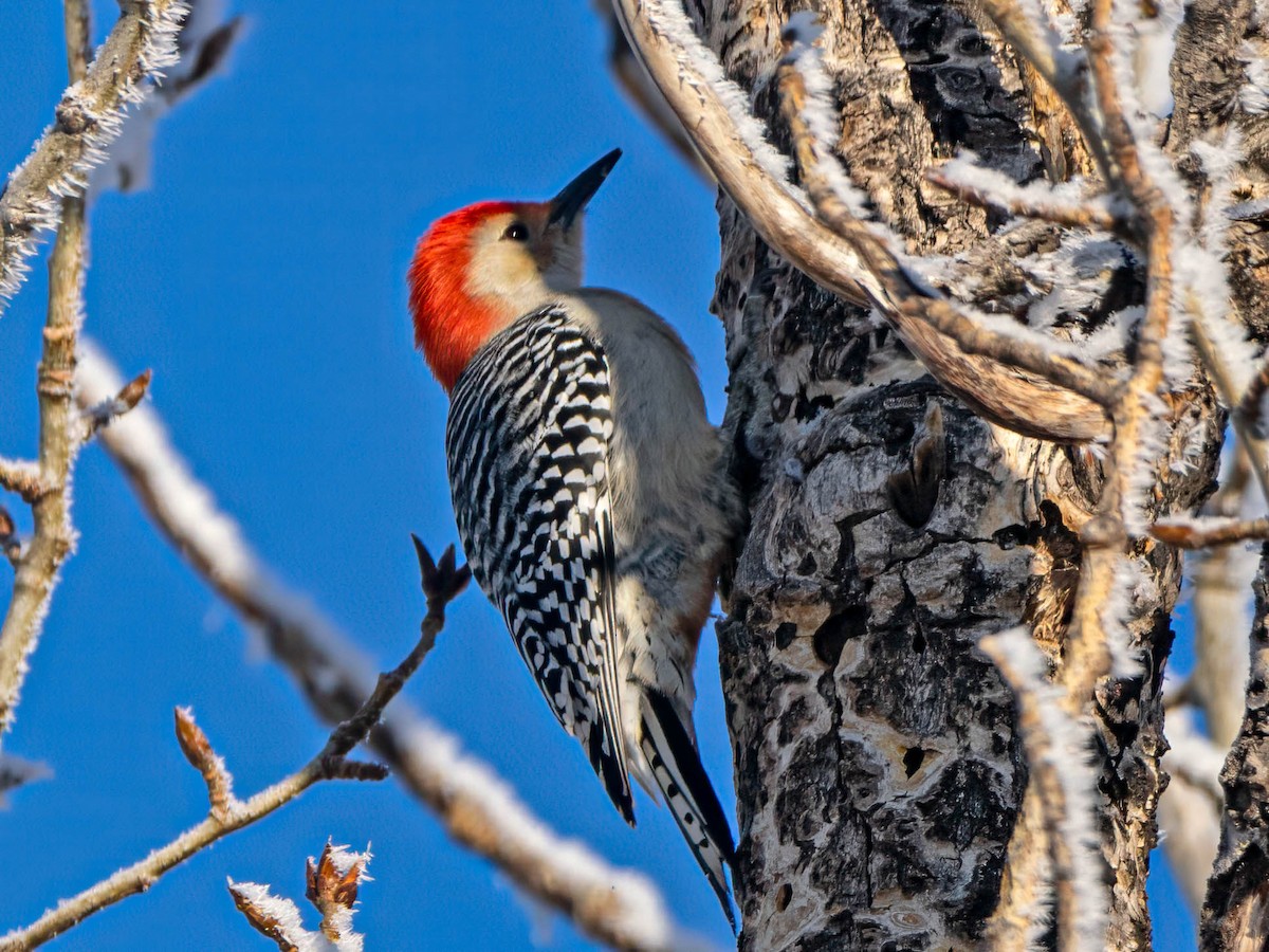 Red-bellied Woodpecker - ML613218386