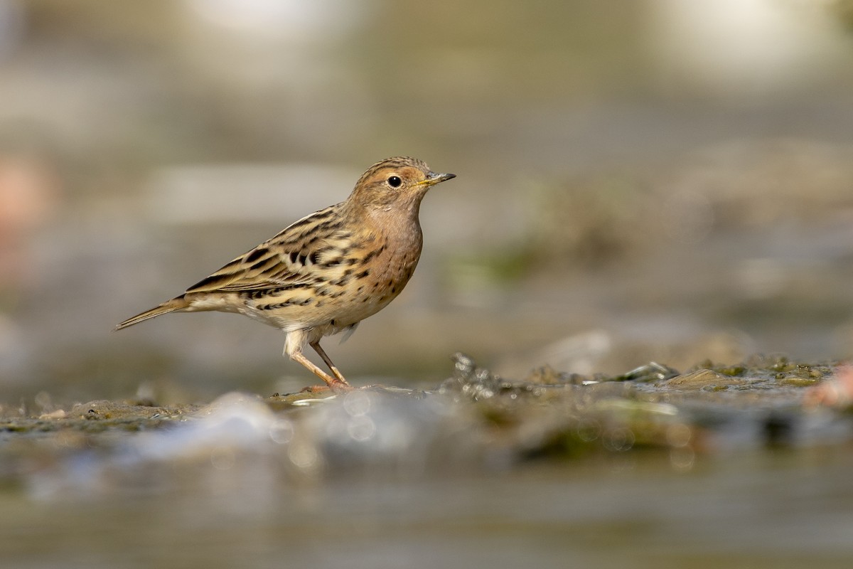 Red-throated Pipit - ML613218516