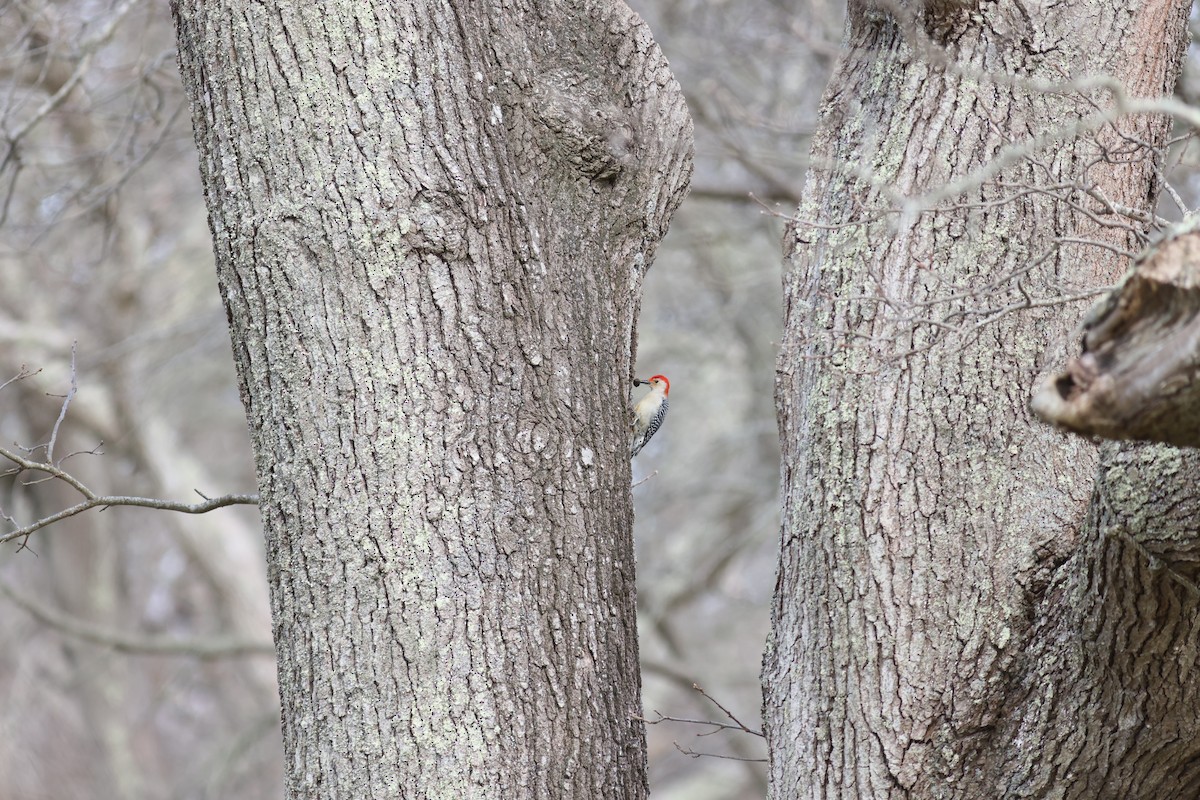Red-bellied Woodpecker - ML613218594