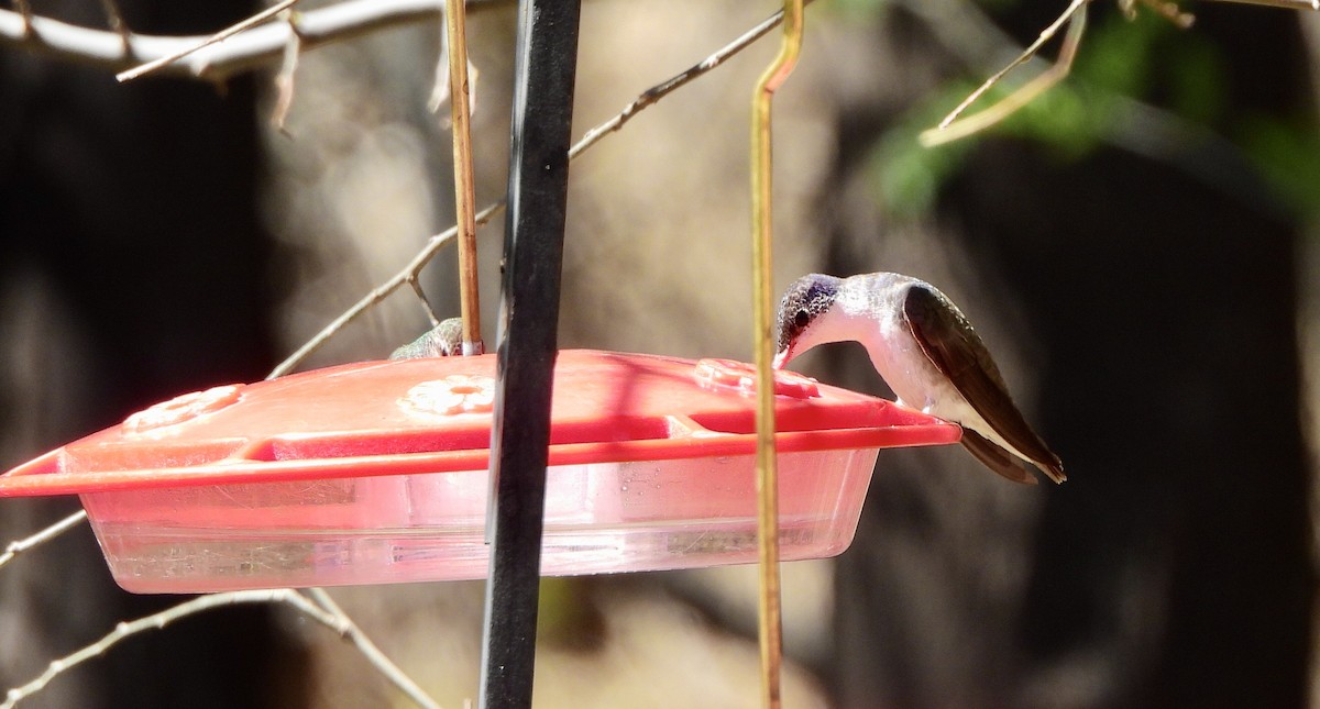 Violet-crowned Hummingbird - ML613218648