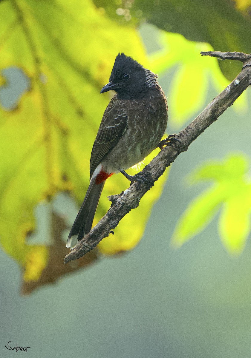 Red-vented Bulbul - ML613218681