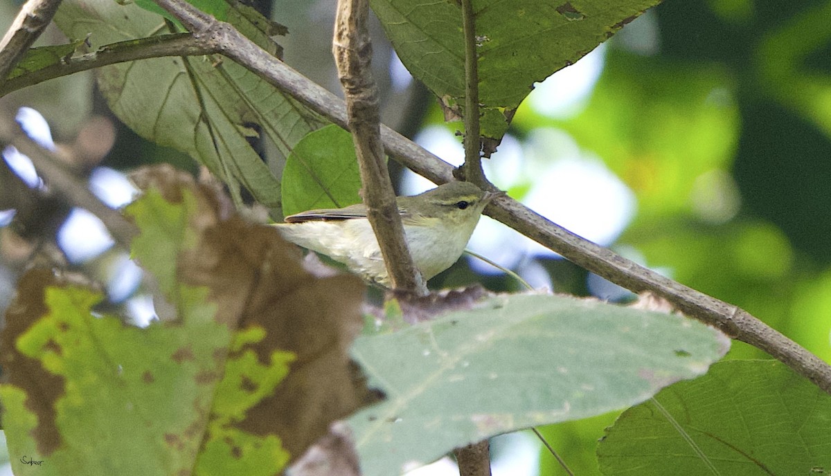 Greenish Warbler - sabeer ali