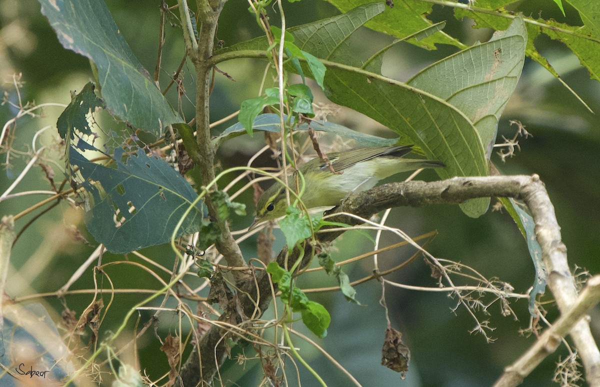 Greenish Warbler - sabeer ali