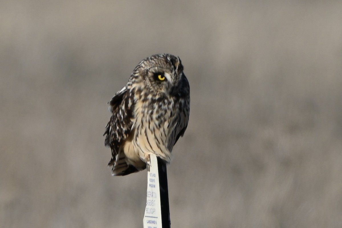 Short-eared Owl - ML613218987