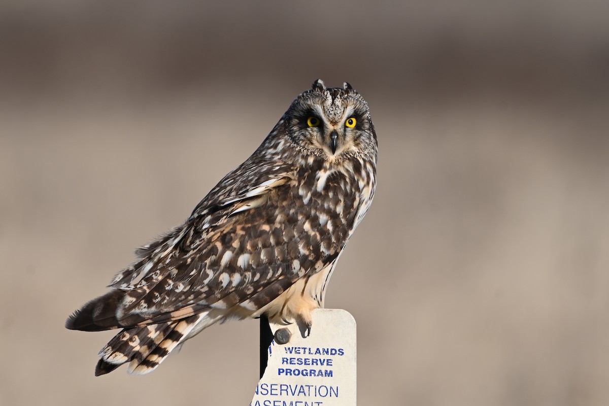 Short-eared Owl - ML613218990