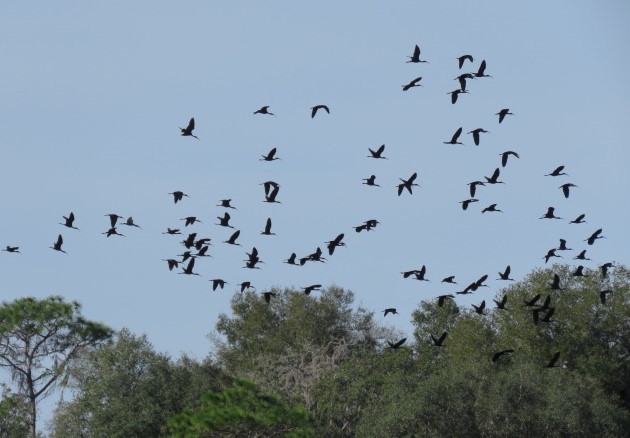 ibis hnědý - ML613219017