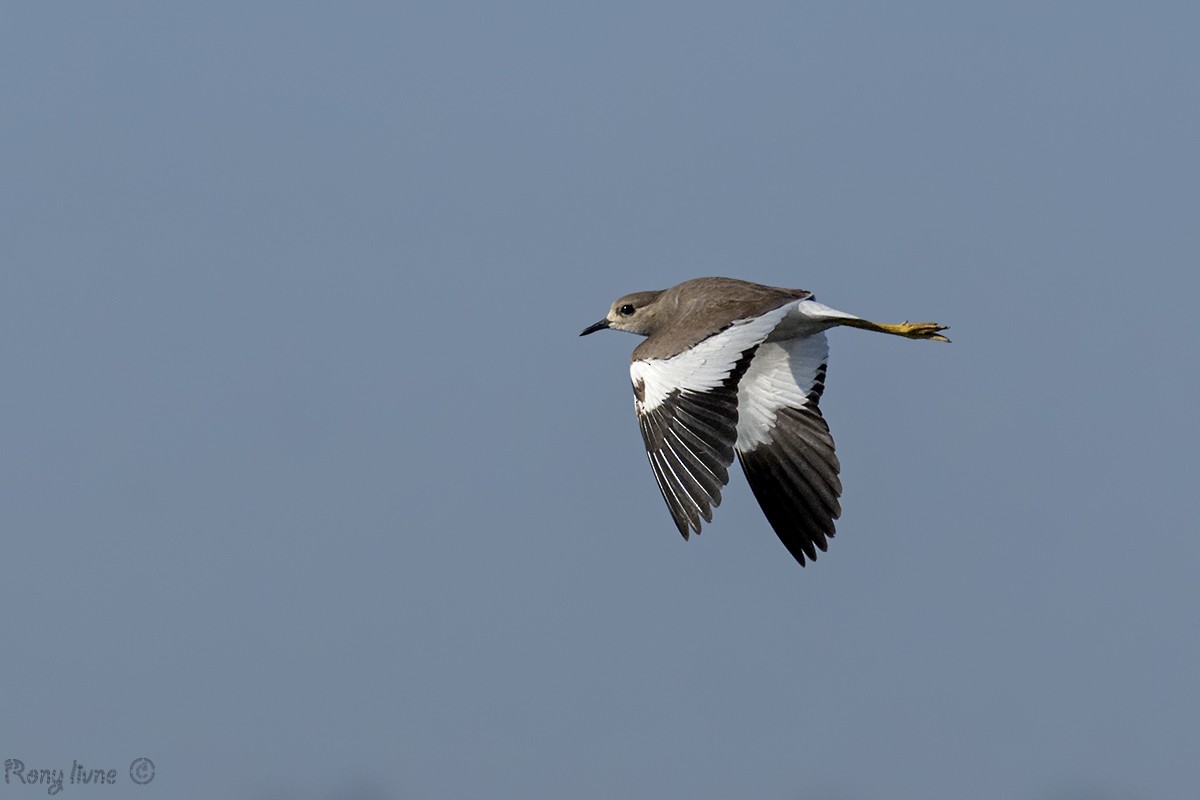 White-tailed Lapwing - ML613219194