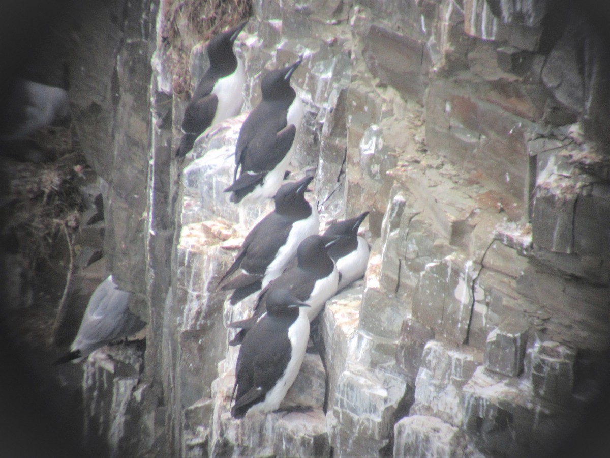Thick-billed Murre - ML613219747