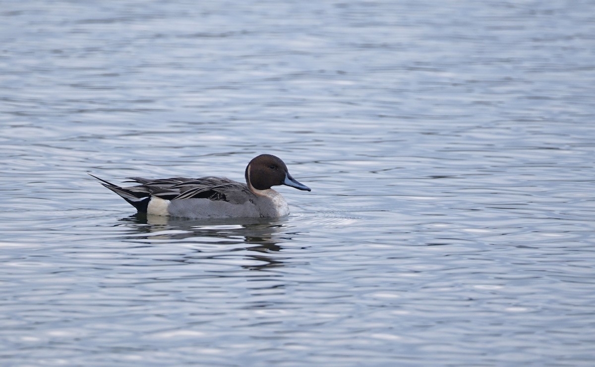 Northern Pintail - Harry Coghill
