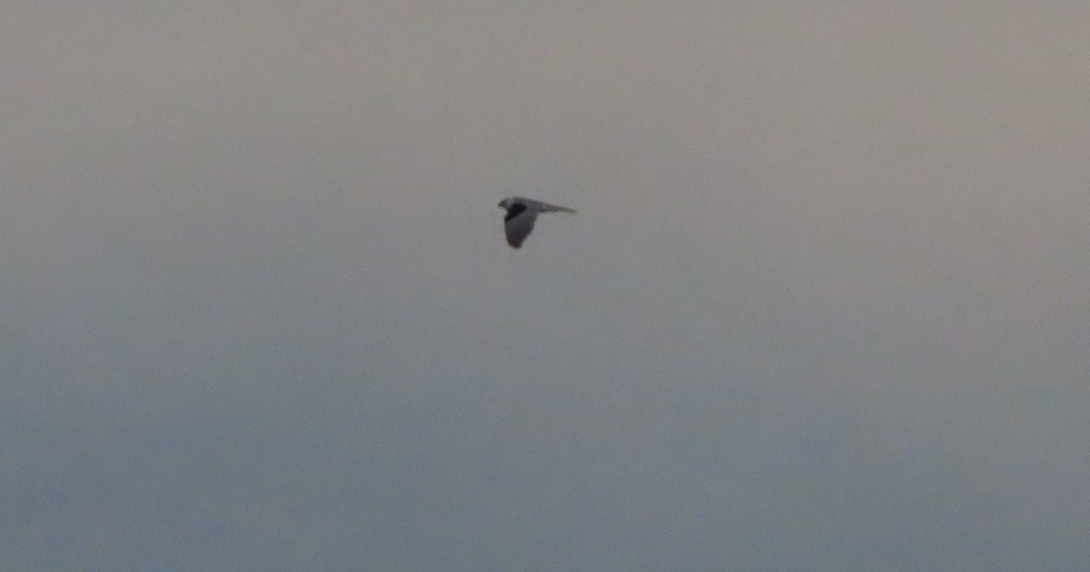 White-tailed Kite - ML613219930