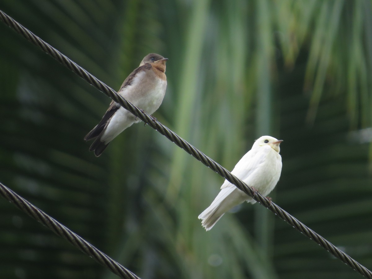 Southern Rough-winged Swallow - ML61322001