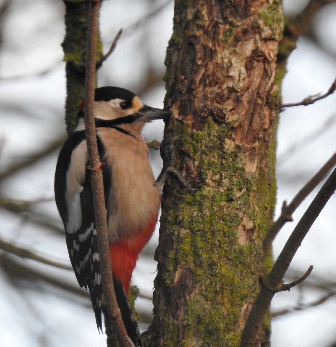 Great Spotted Woodpecker - ML613220019
