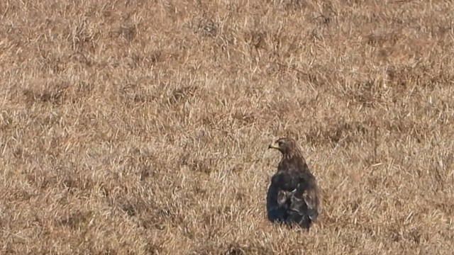Greater Spotted Eagle - ML613220333