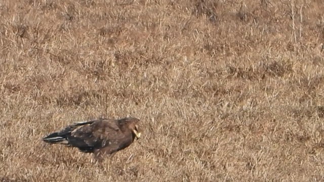 Greater Spotted Eagle - ML613220336