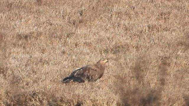Greater Spotted Eagle - ML613220338