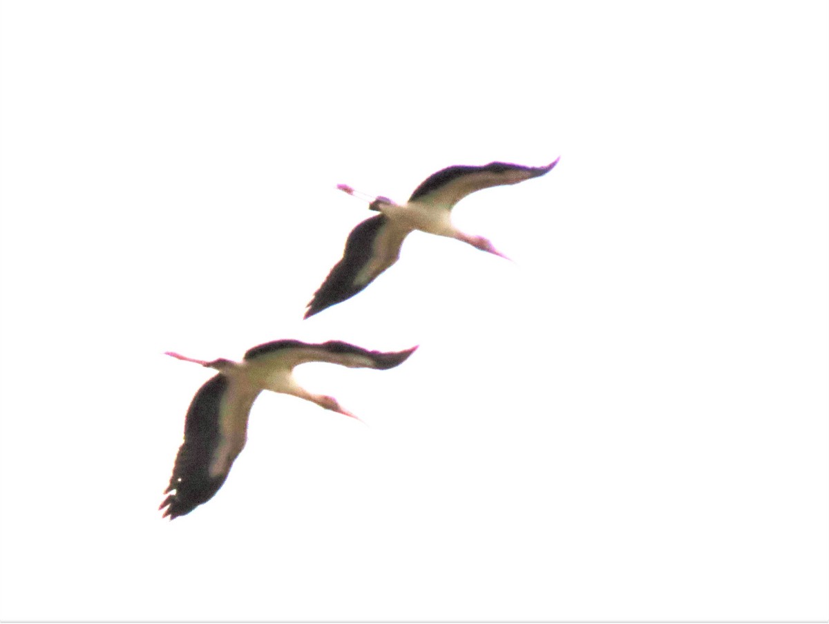 Wood Stork - ML613220497