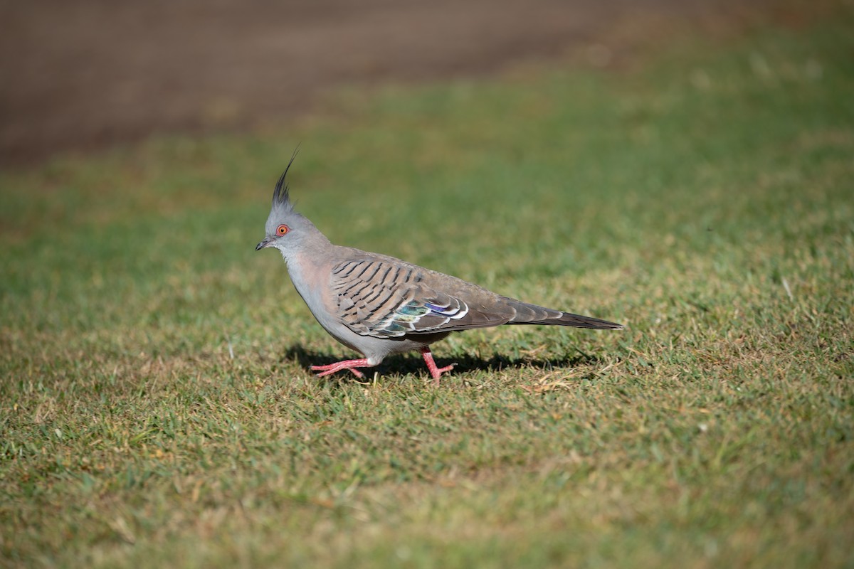 Crested Pigeon - ML613220763