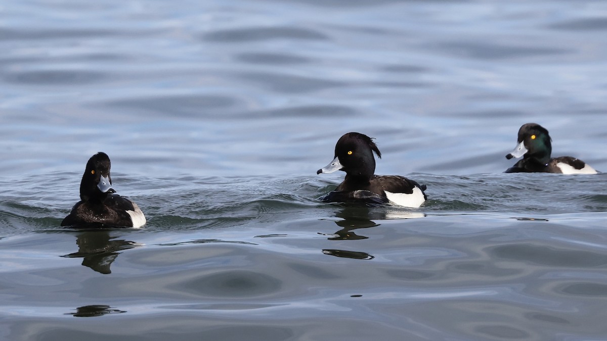 Tufted Duck - ML613221040