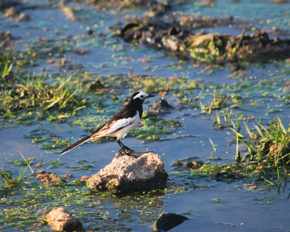 White-browed Wagtail - ML613221054