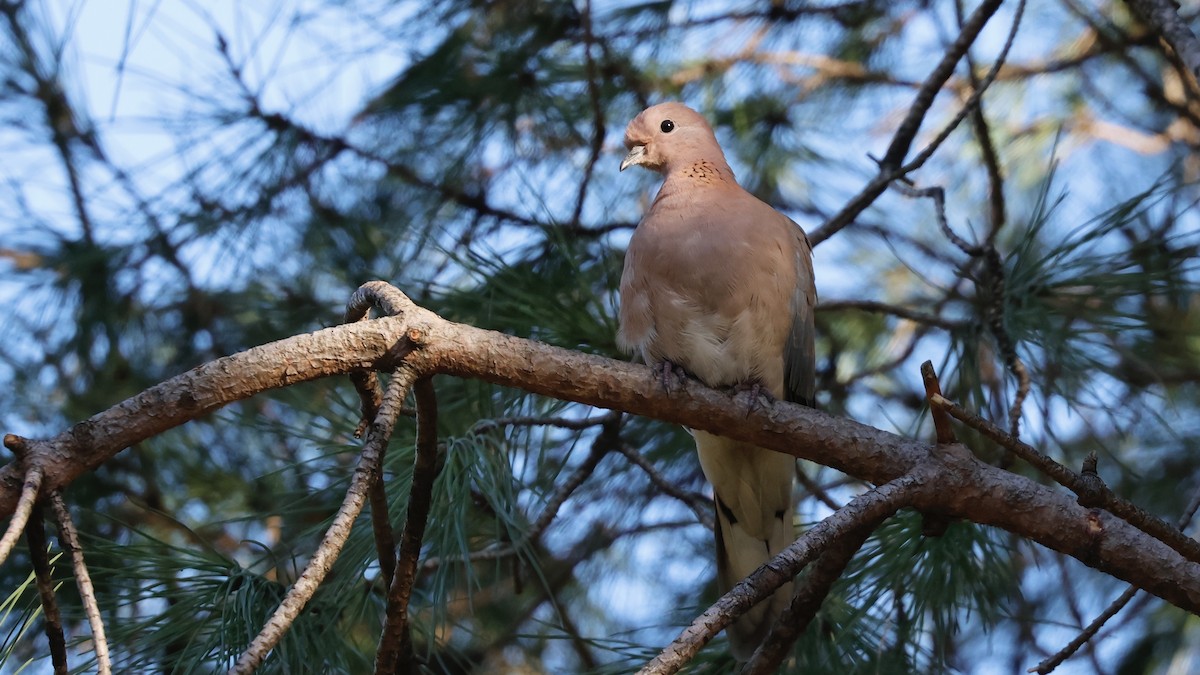 Laughing Dove - ML613221109