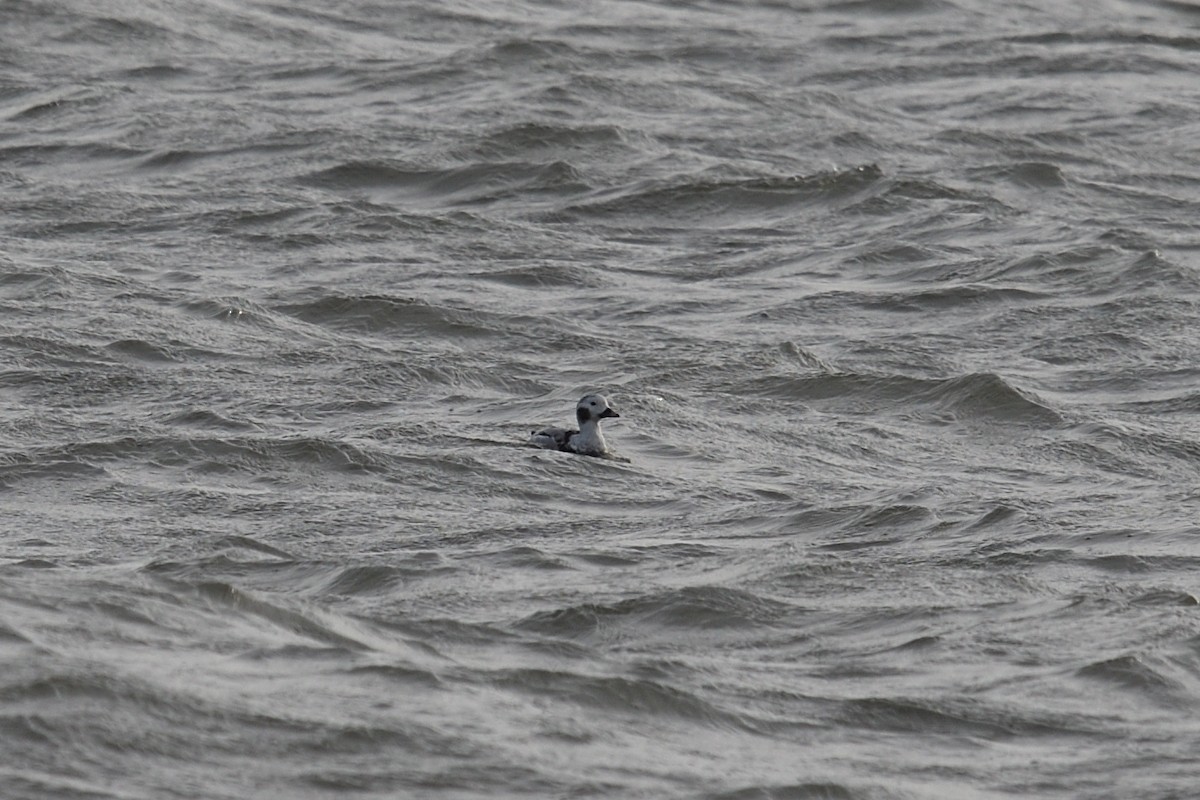 Long-tailed Duck - ML613221288
