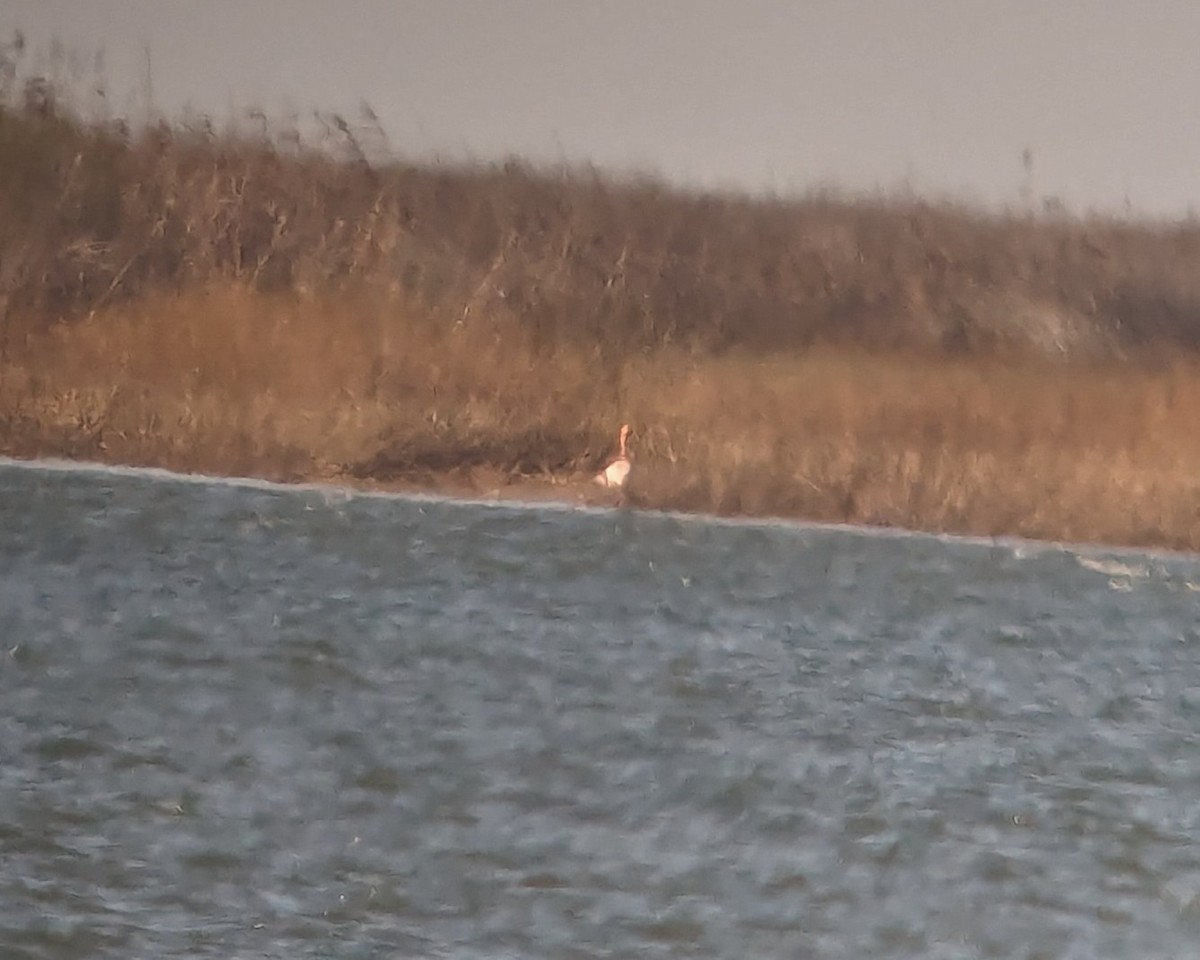 eBird Checklist 7 Jan 2024 Dauphin Island Causeway Kayak Launch