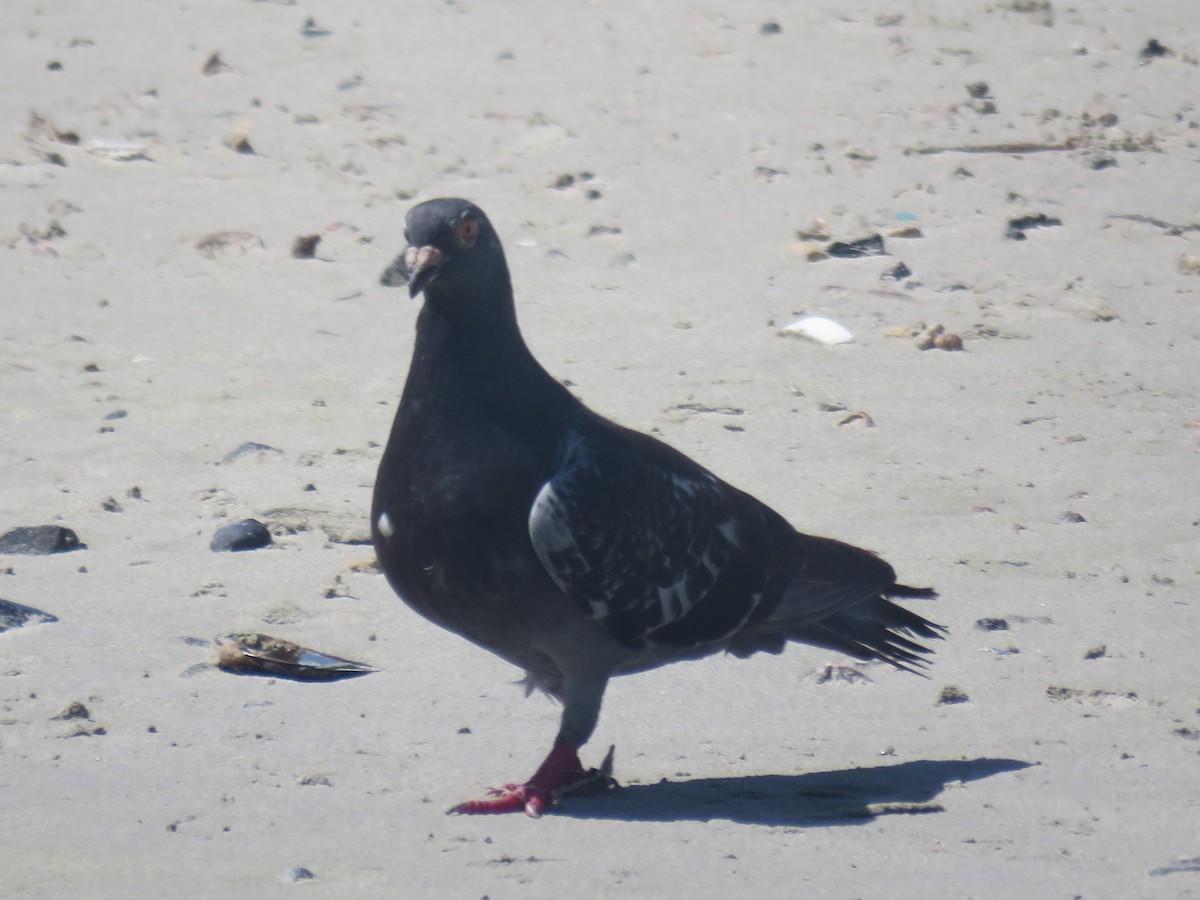 Rock Pigeon (Feral Pigeon) - ML613221419