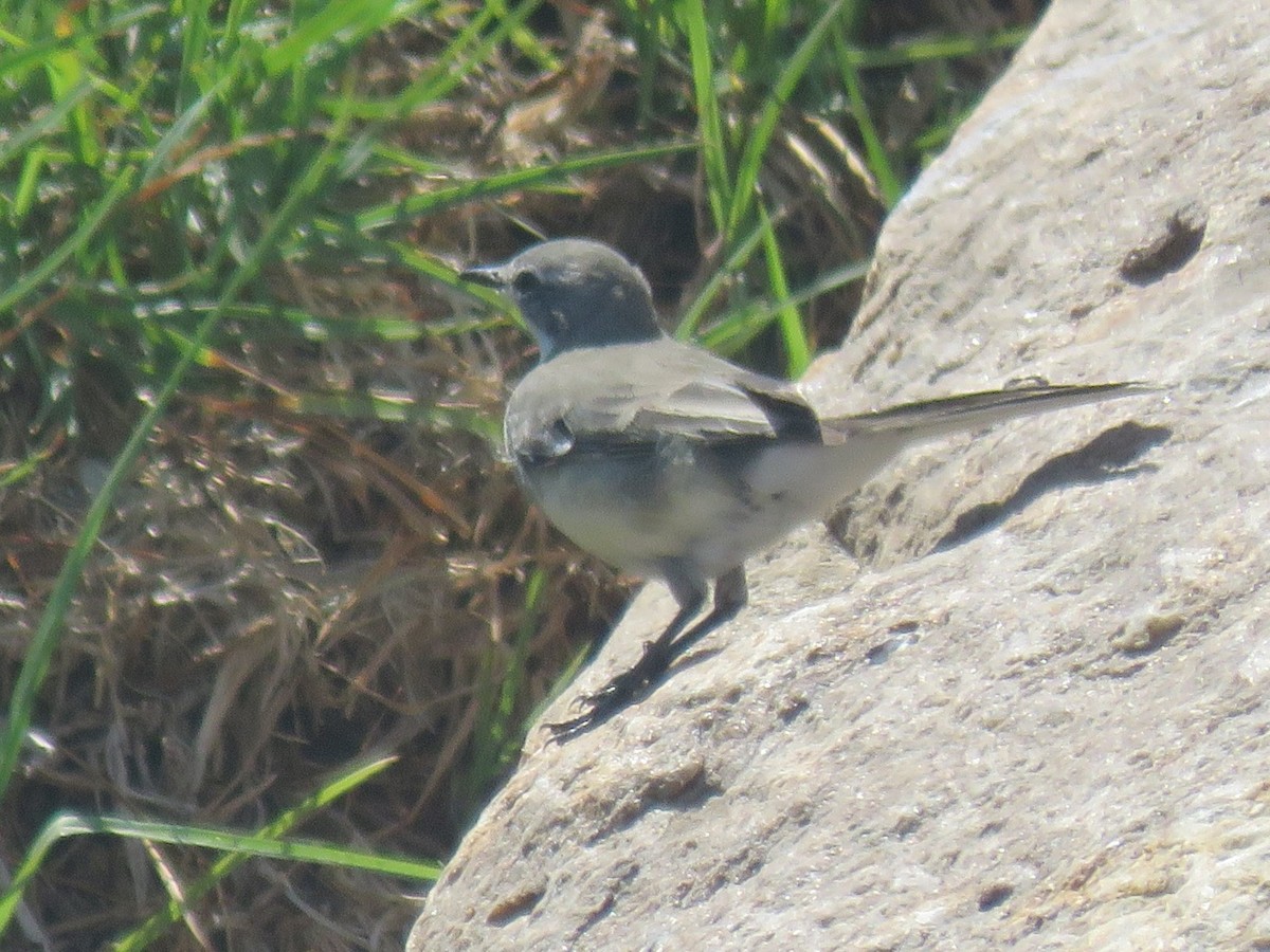 Cape Wagtail - ML613221504