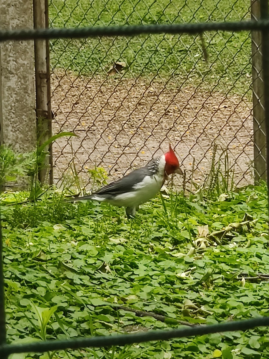 Red-crested Cardinal - ML613221678