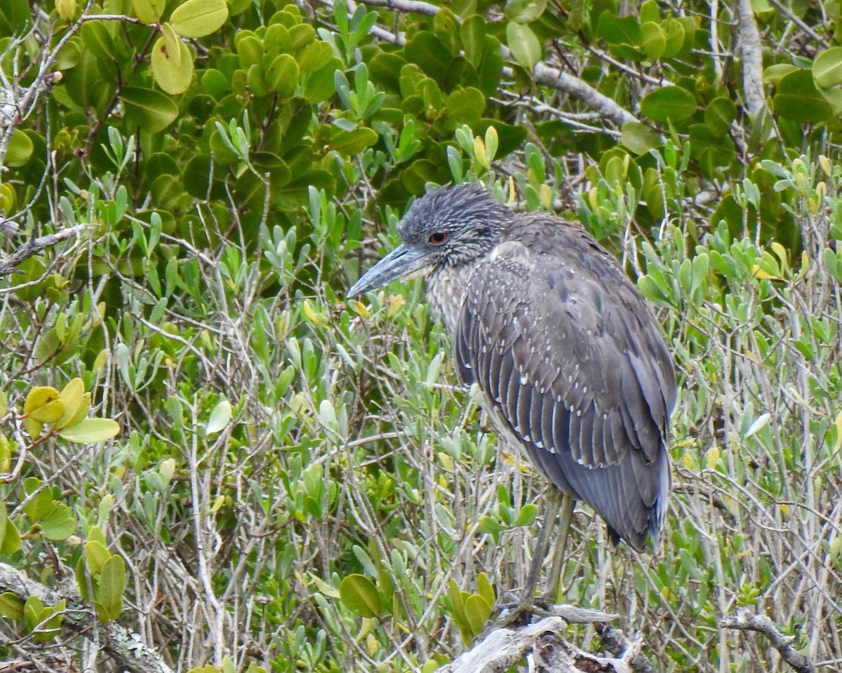 eBird Checklist 7 Jan 2024 Merritt Island NWRBio Lab Rd. 13 species