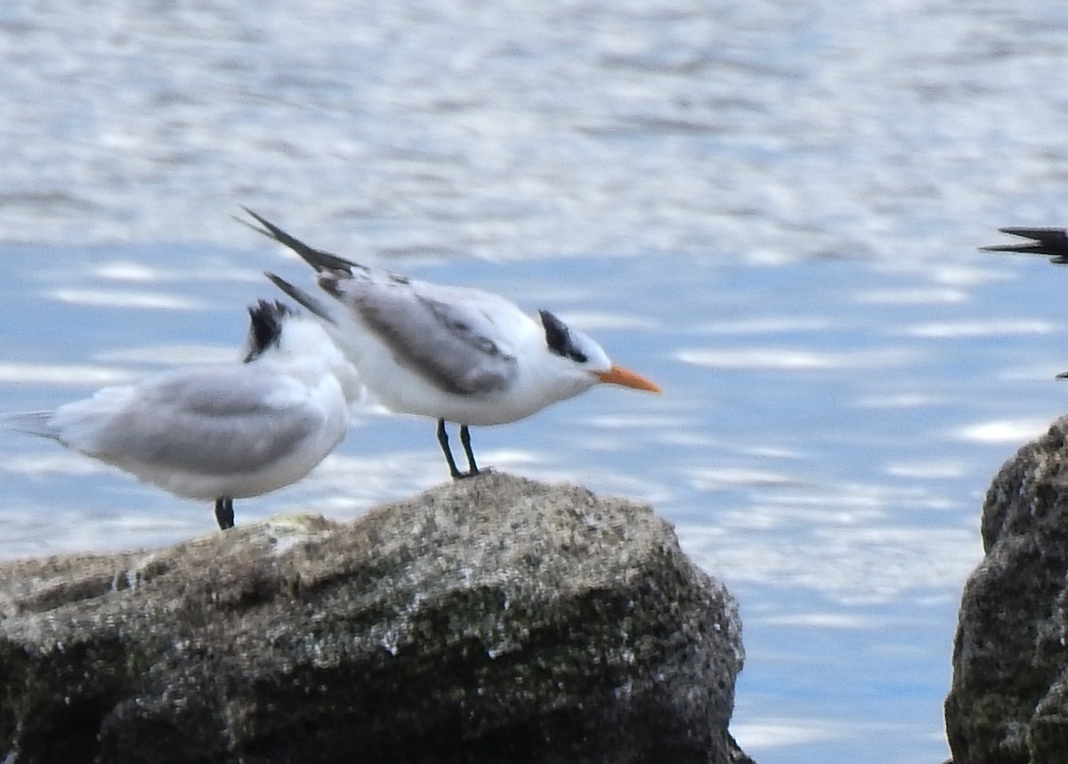 eBird Checklist 7 Jan 2024 Merritt Island NWRHaulover Canal Area