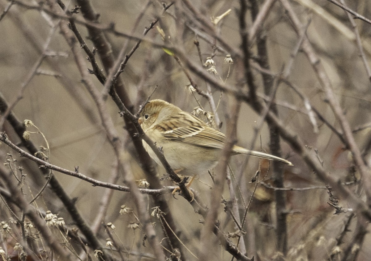 Field Sparrow - ML613221962