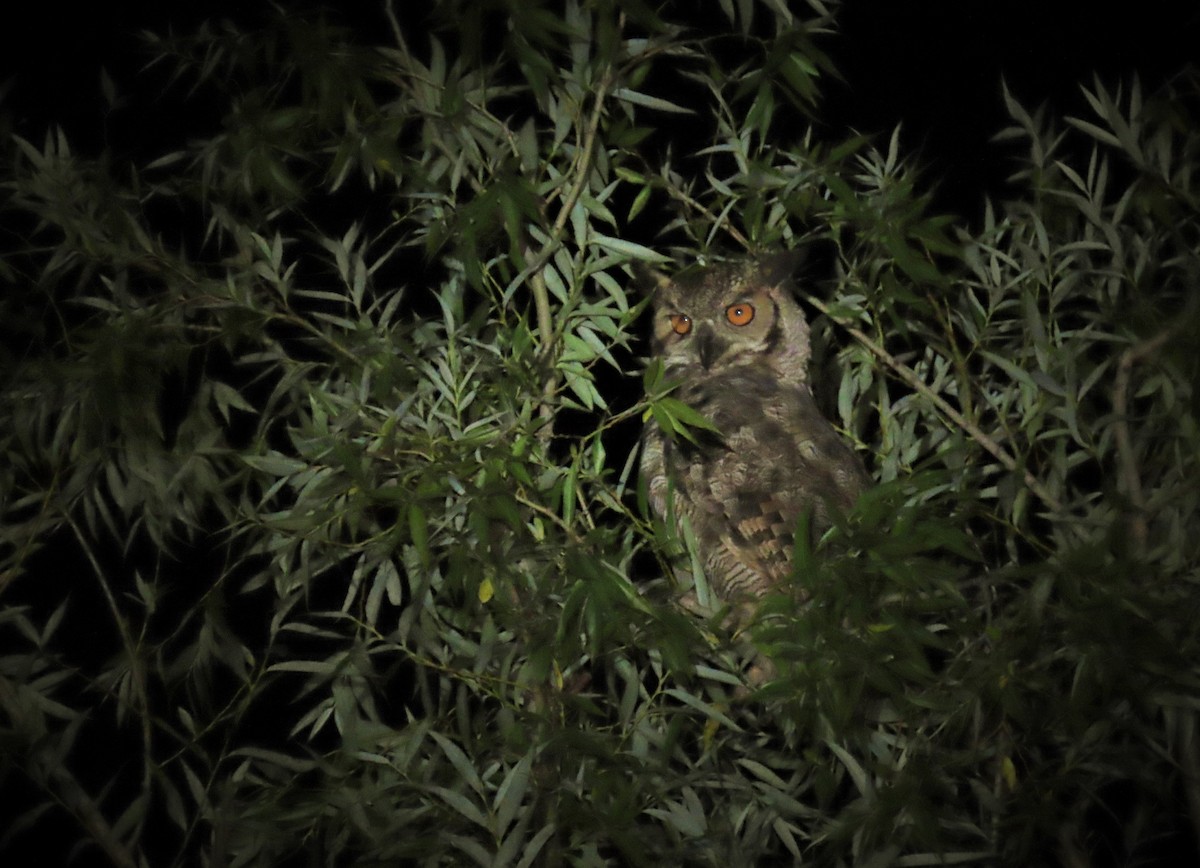 Great Horned Owl - Elizabeth Lorenzo