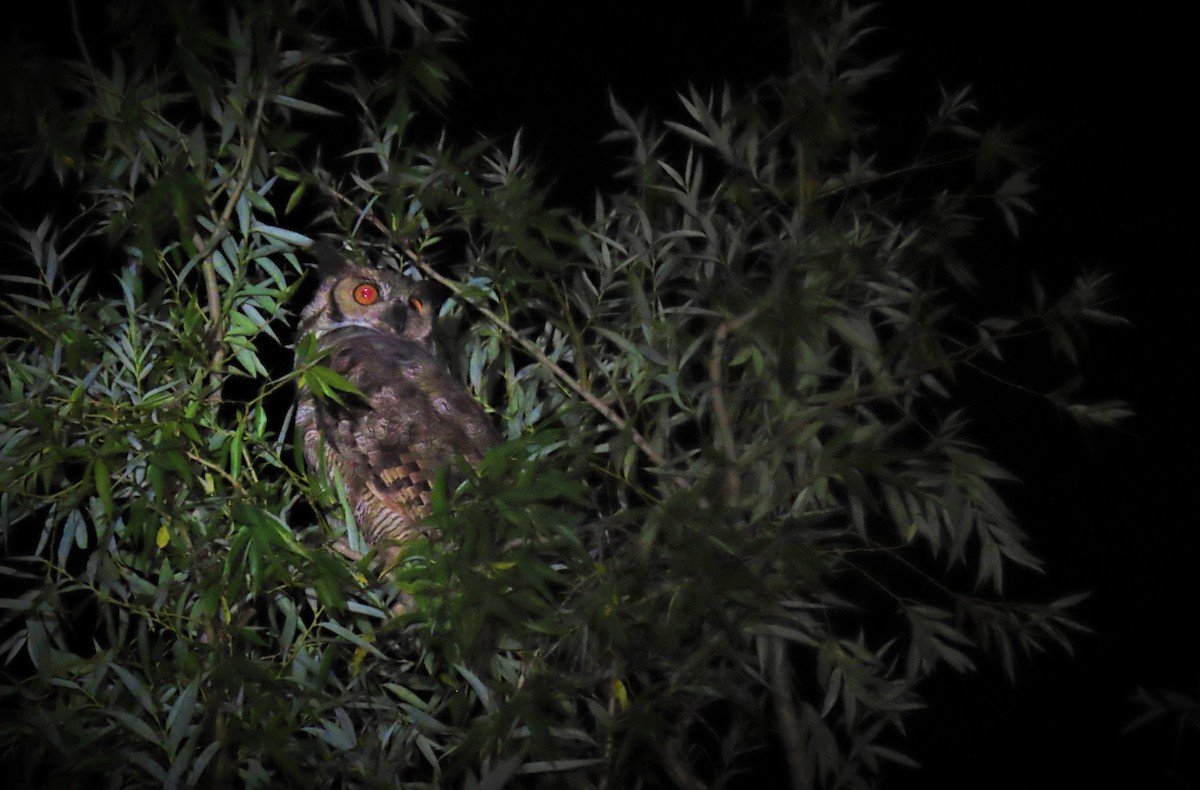 Great Horned Owl - ML613222157