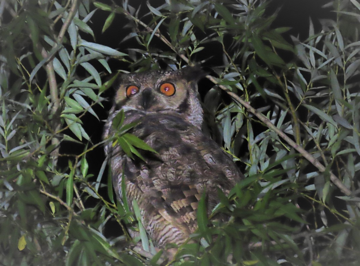Great Horned Owl - ML613222158