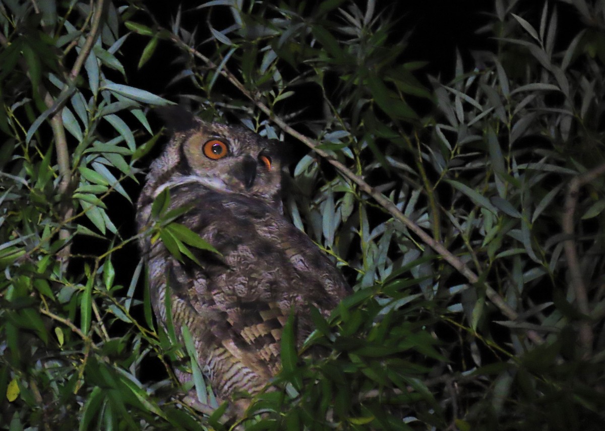 Great Horned Owl - ML613222160