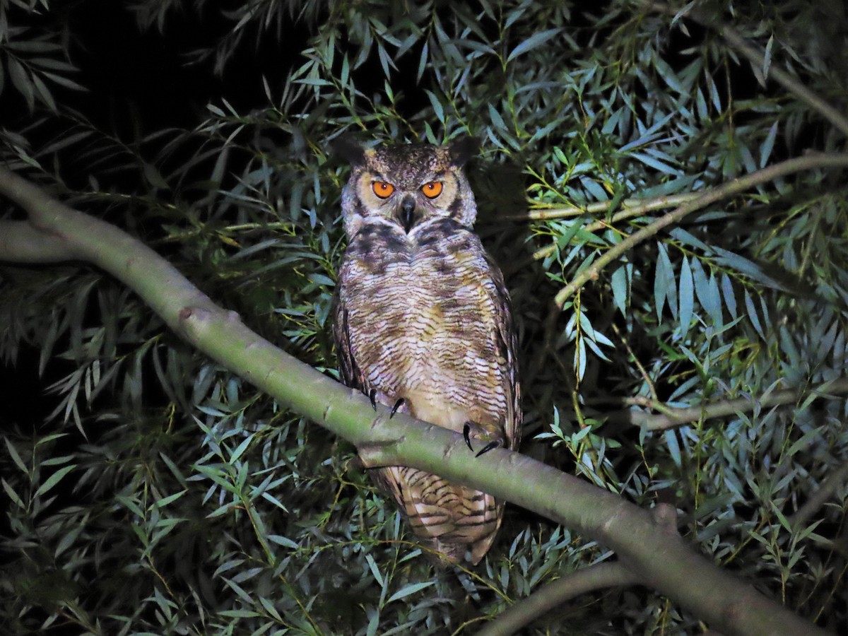 Great Horned Owl - ML613222189