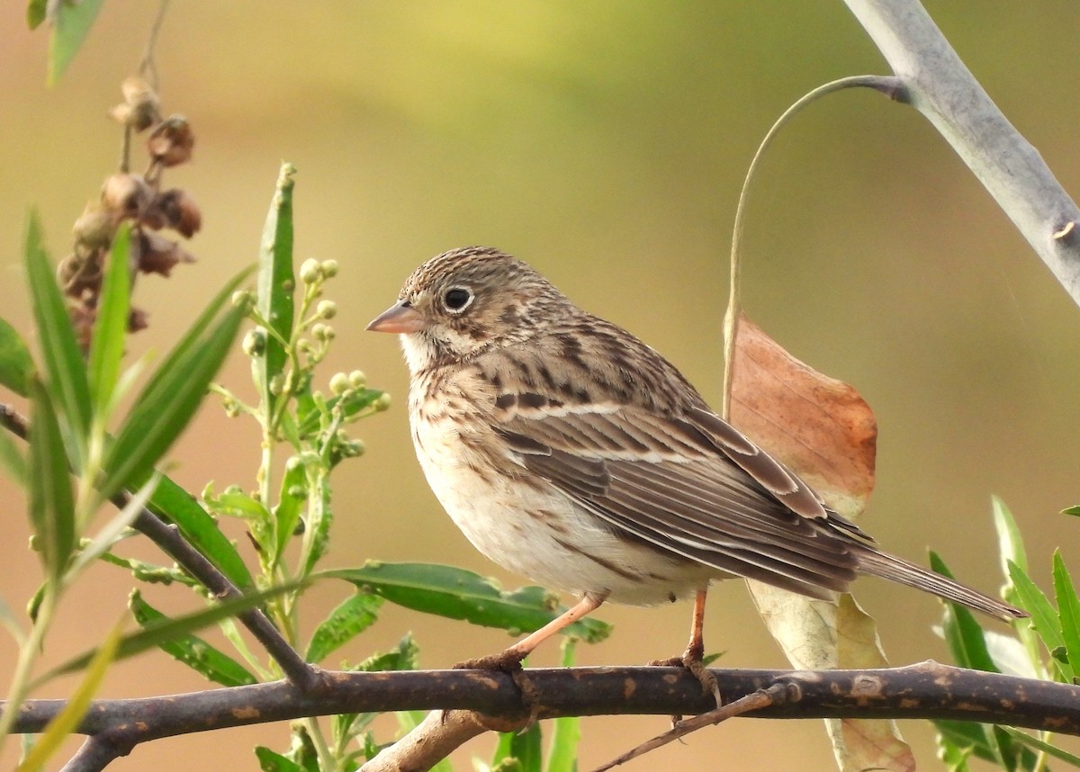 Vesper Sparrow - Carlos Mancera (Tuxtla Birding Club)
