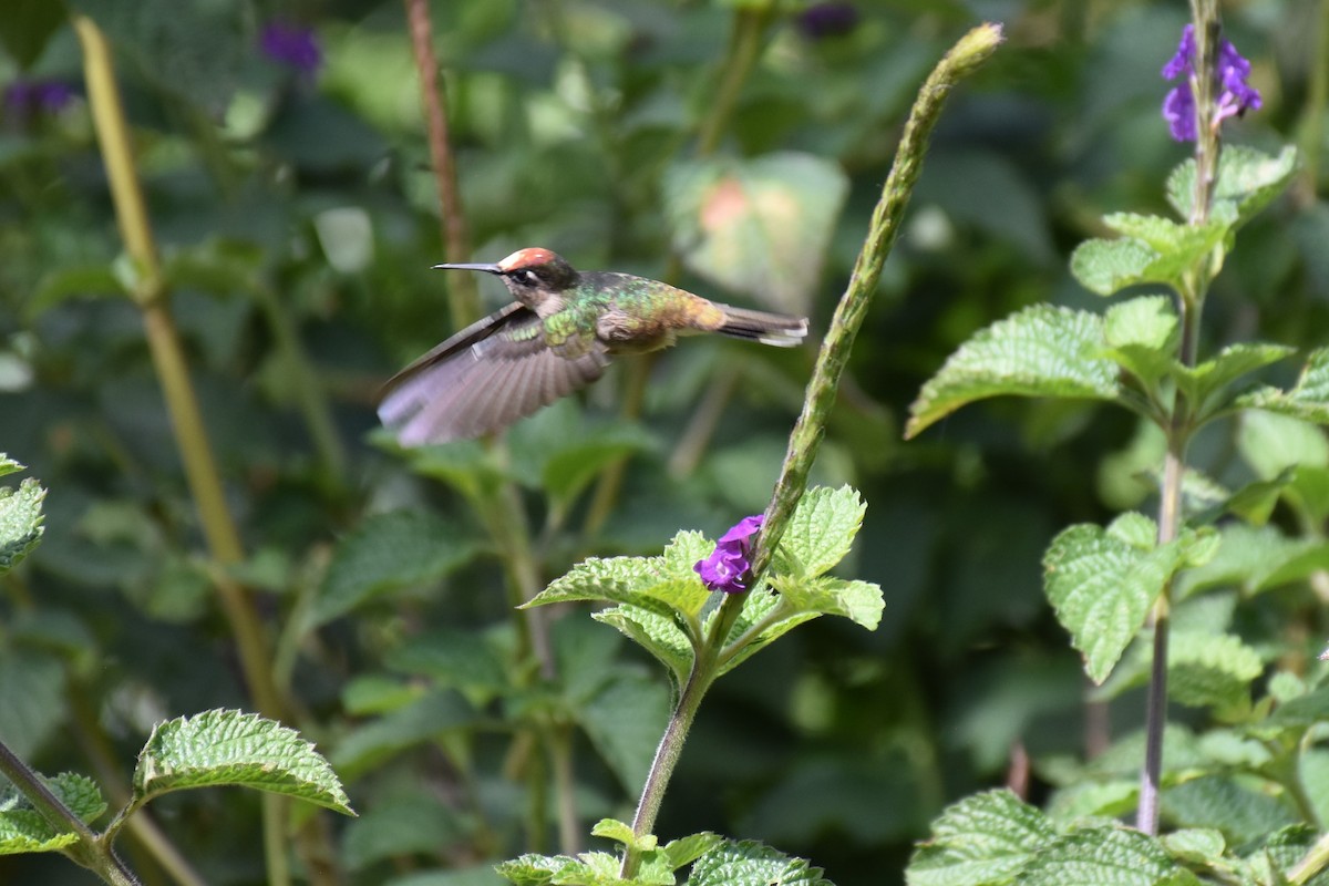 kolibřík čepičatý - ML613222849