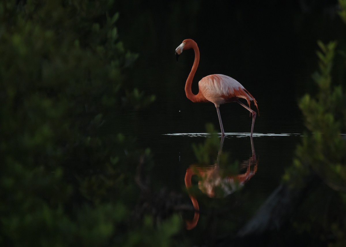 Amerika Flamingosu - ML613222867