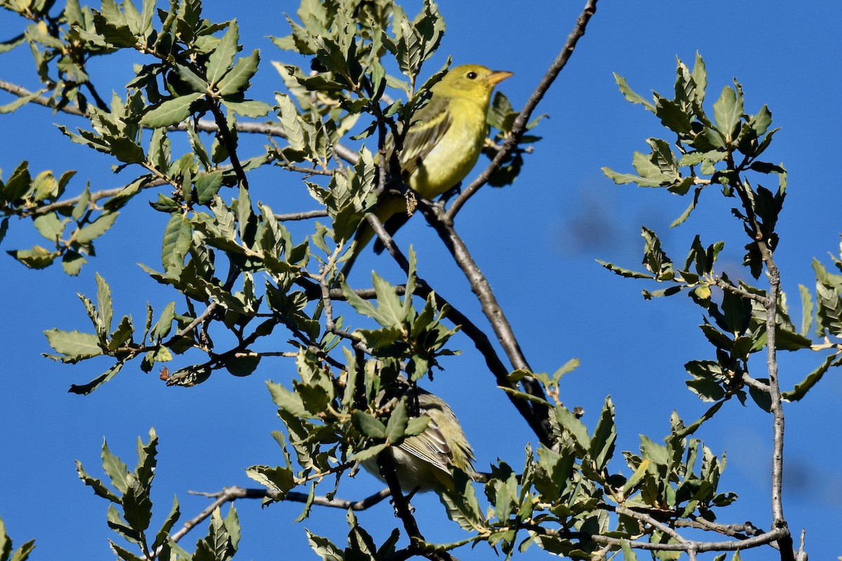 Western Tanager - ML613222887