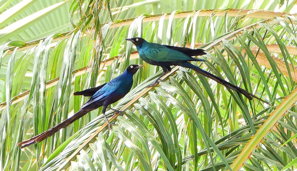 Long-tailed Glossy Starling - ML613223001