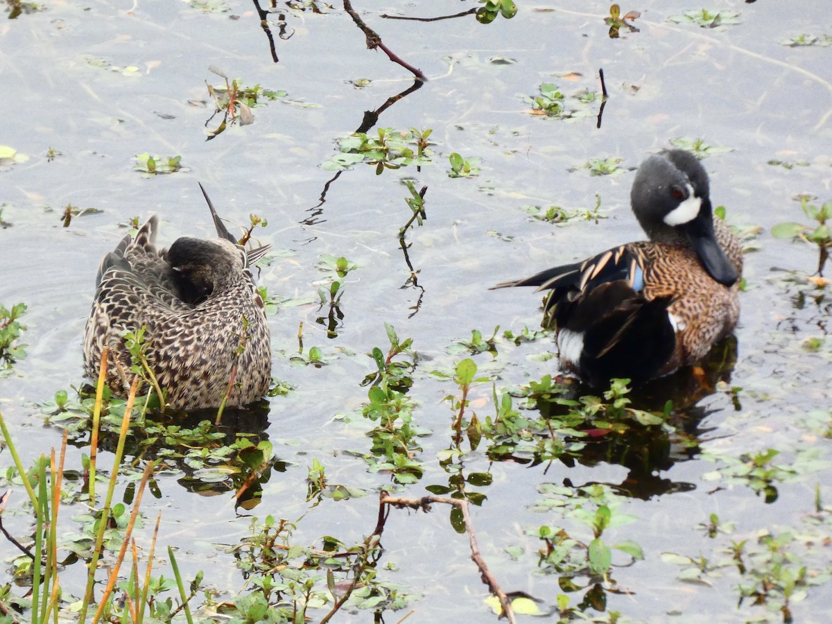 eBird Checklist 7 Jan 2024 The Celery Fields 61 species