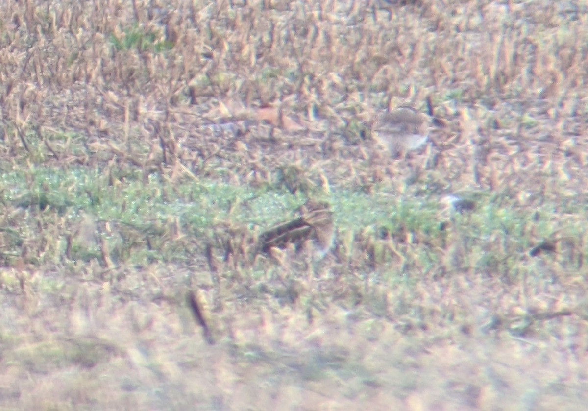 eBird Checklist 7 Jan 2024 Patton Farms (formerly Patton Turf Farm