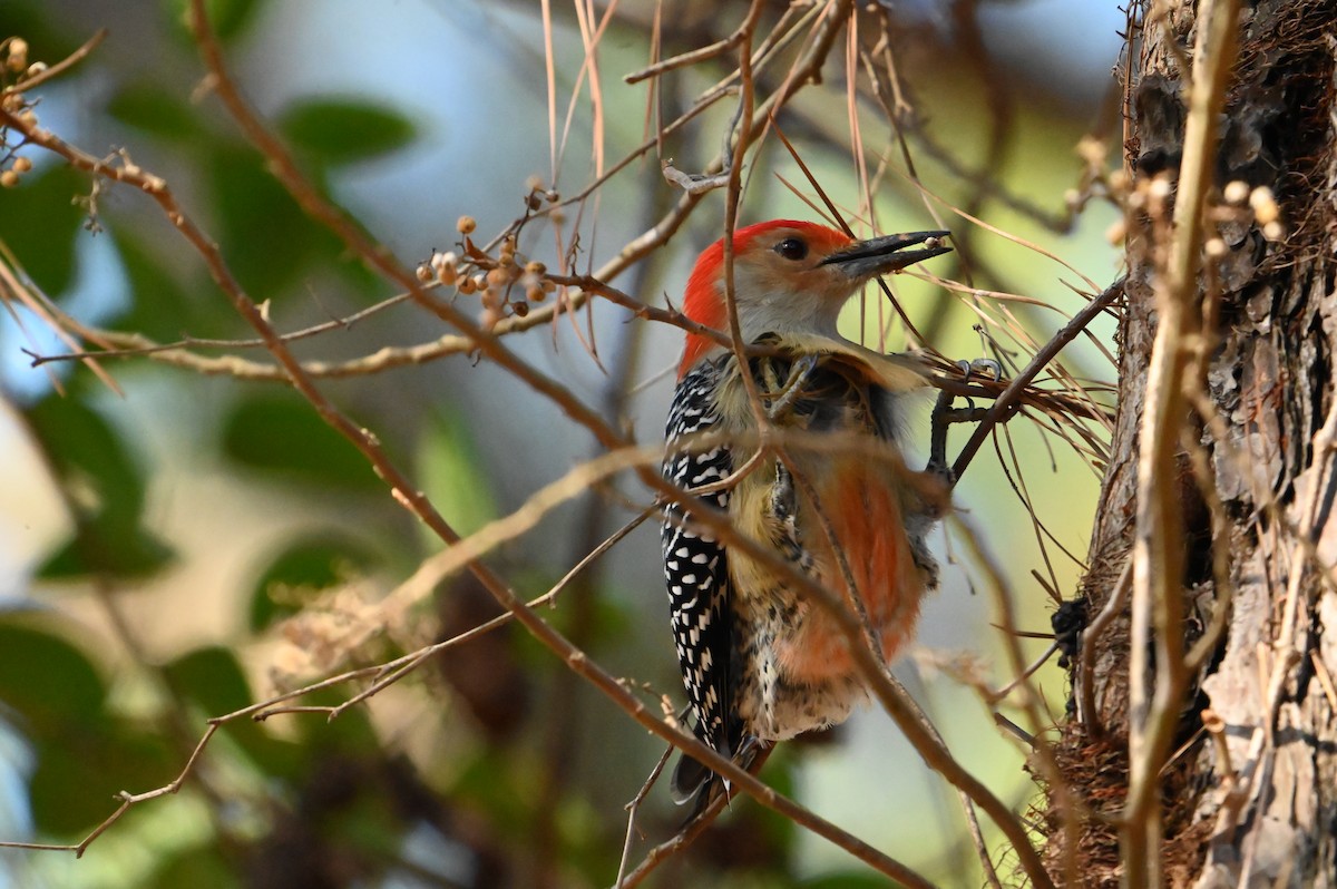 Red-bellied Woodpecker - ML613223148