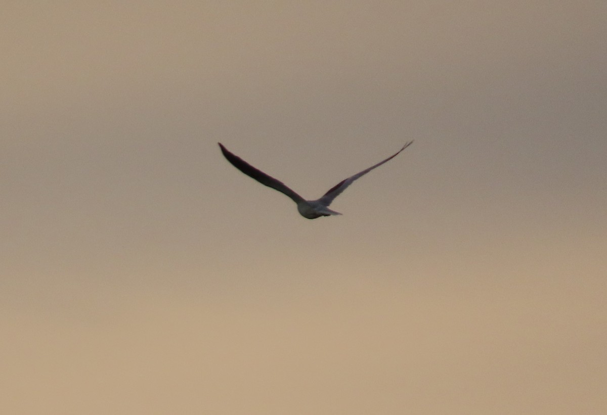 White-tailed Kite - ML613223185