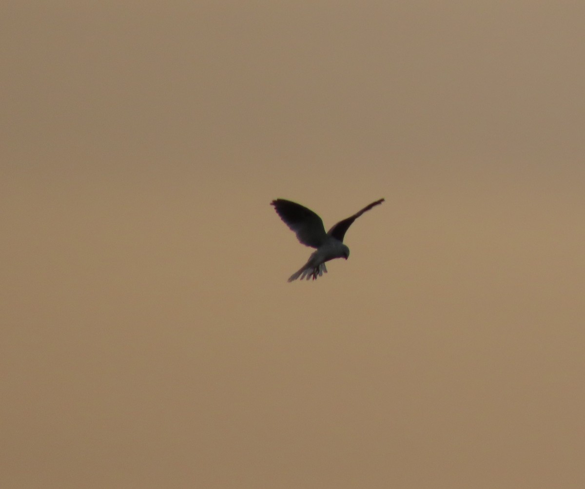 White-tailed Kite - ML613223186